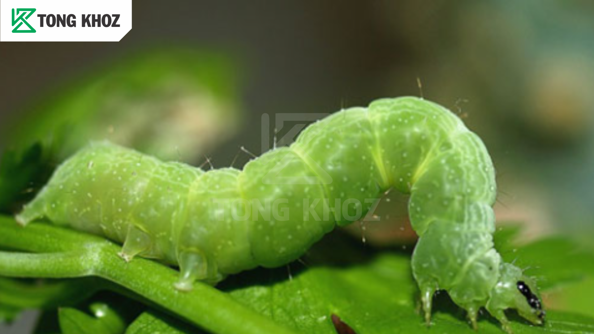 Tác hại của sâu xanh da láng đối với cây lạc