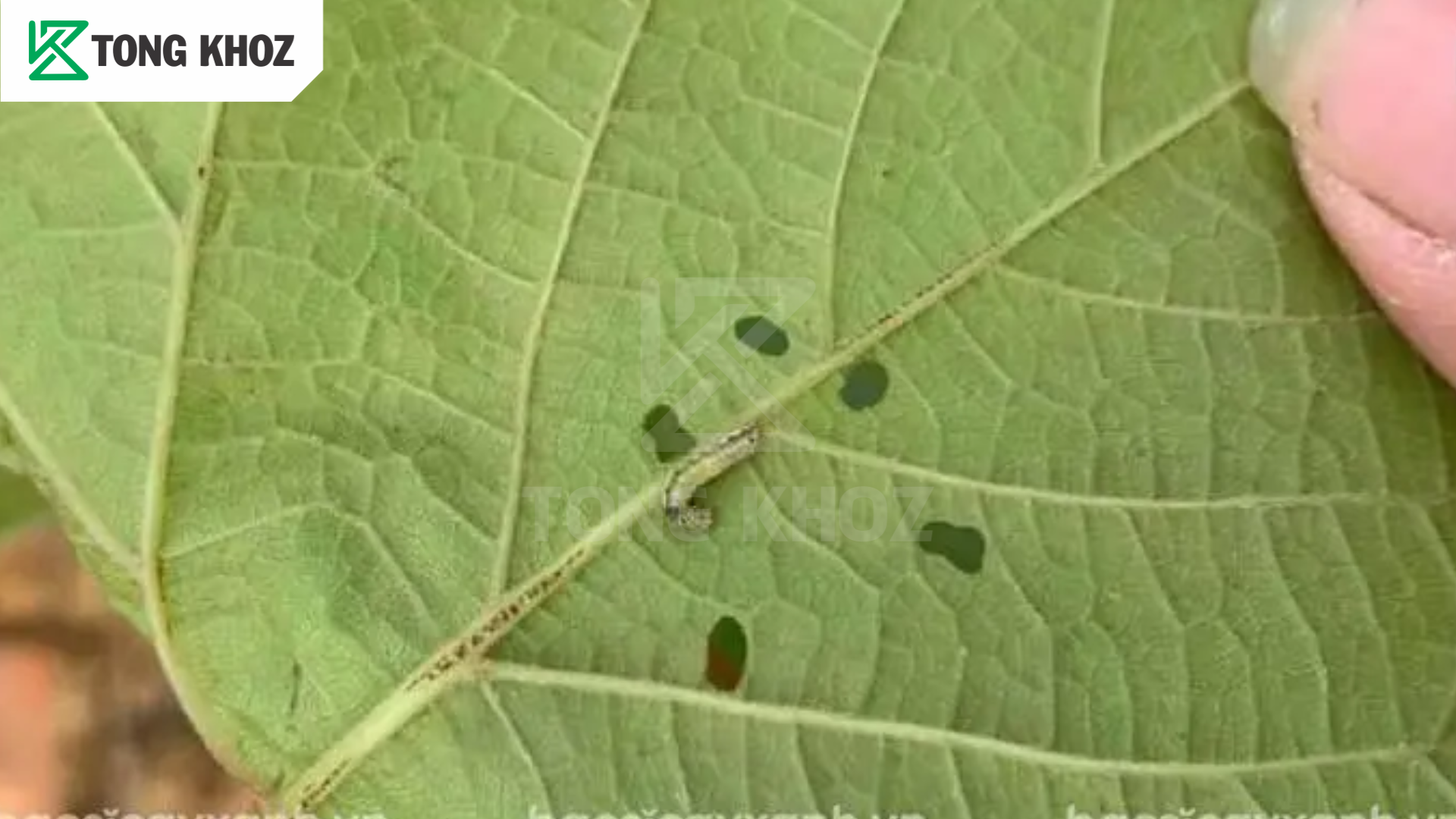 Tác hại sâu xanh da láng hại nho