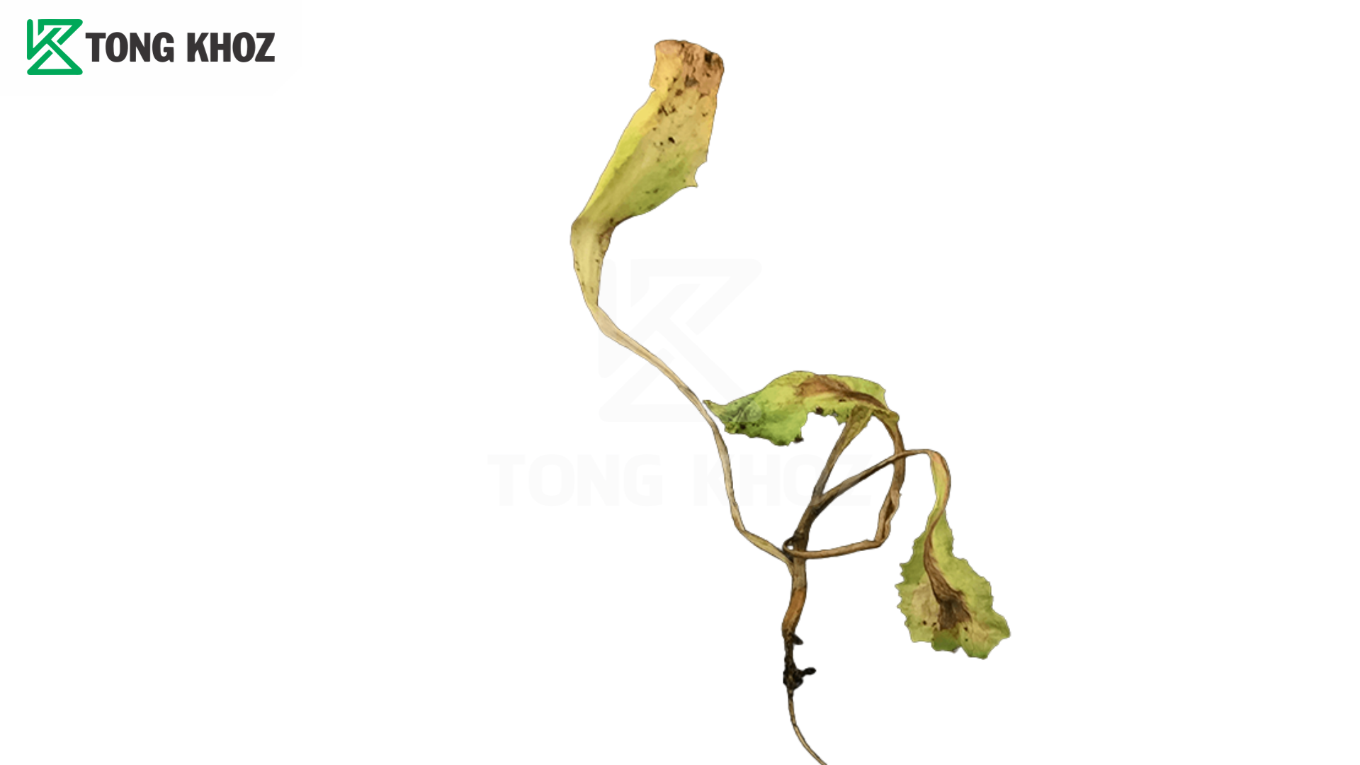Thông tin bệnh chết cây con xà lách
