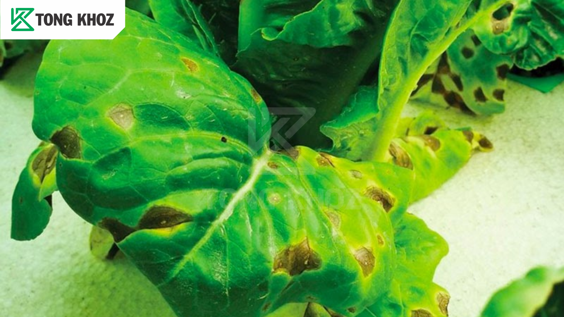 Thông tin bệnh đốm vòng trên xà lách