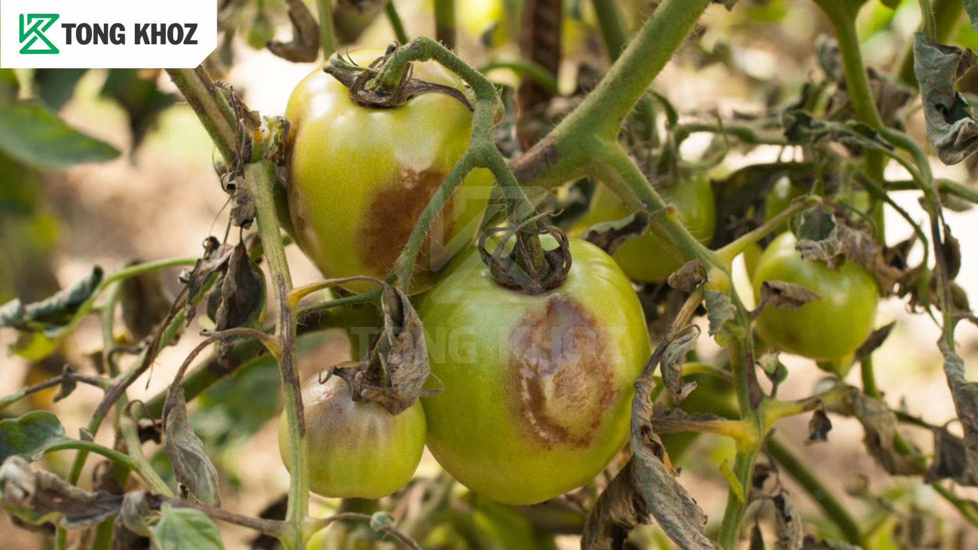 Thông tin bệnh sương mai cà chua