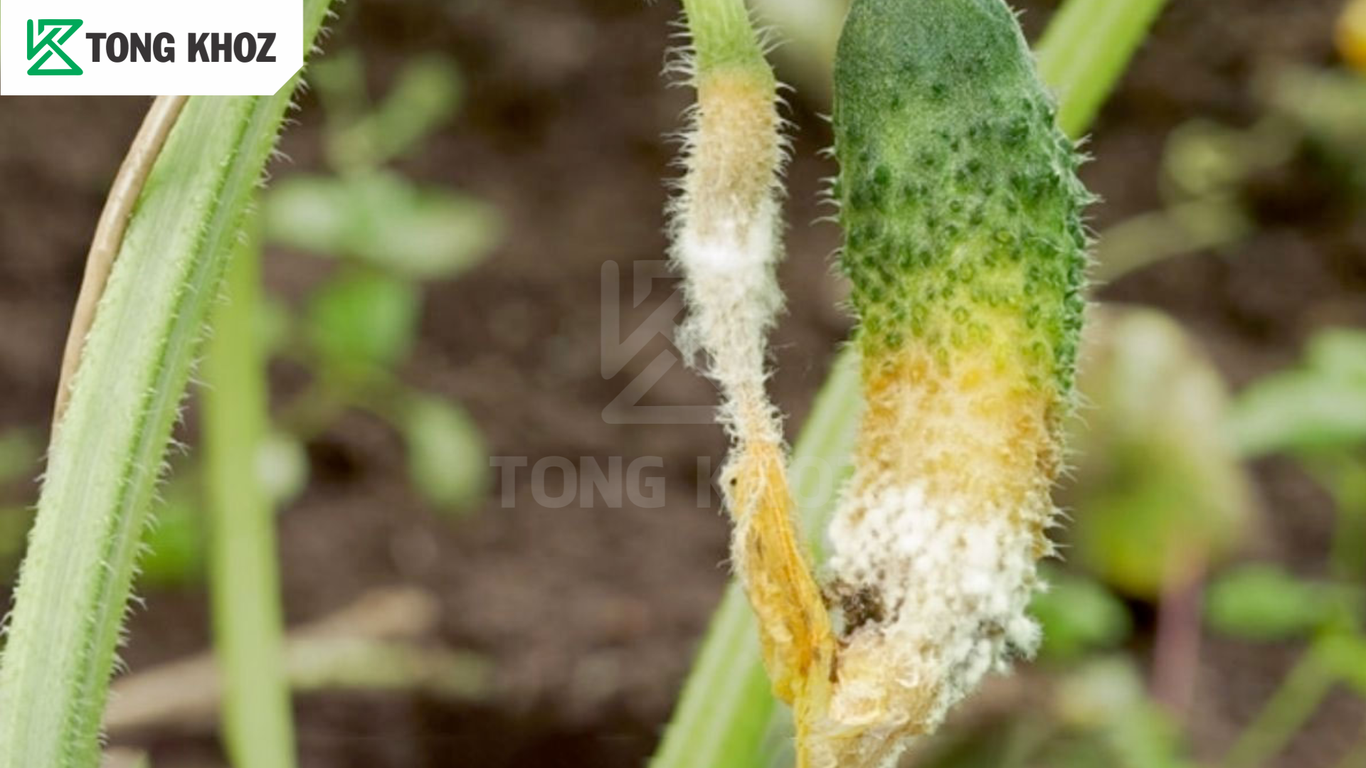 Thông tin bệnh thối trái non dưa leo