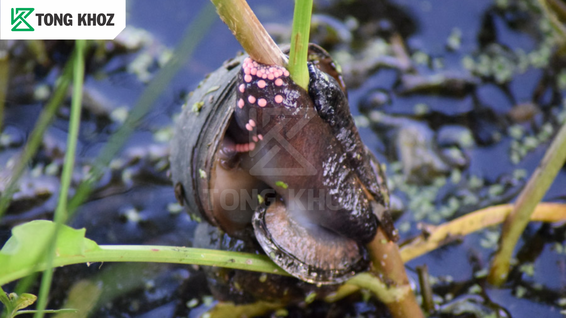 Thông tin ốc bươu vàng hại rau màu