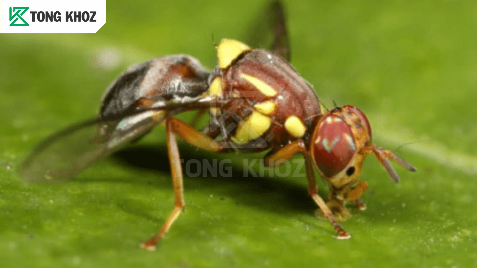 Thông tin ruồi đục trái bầu