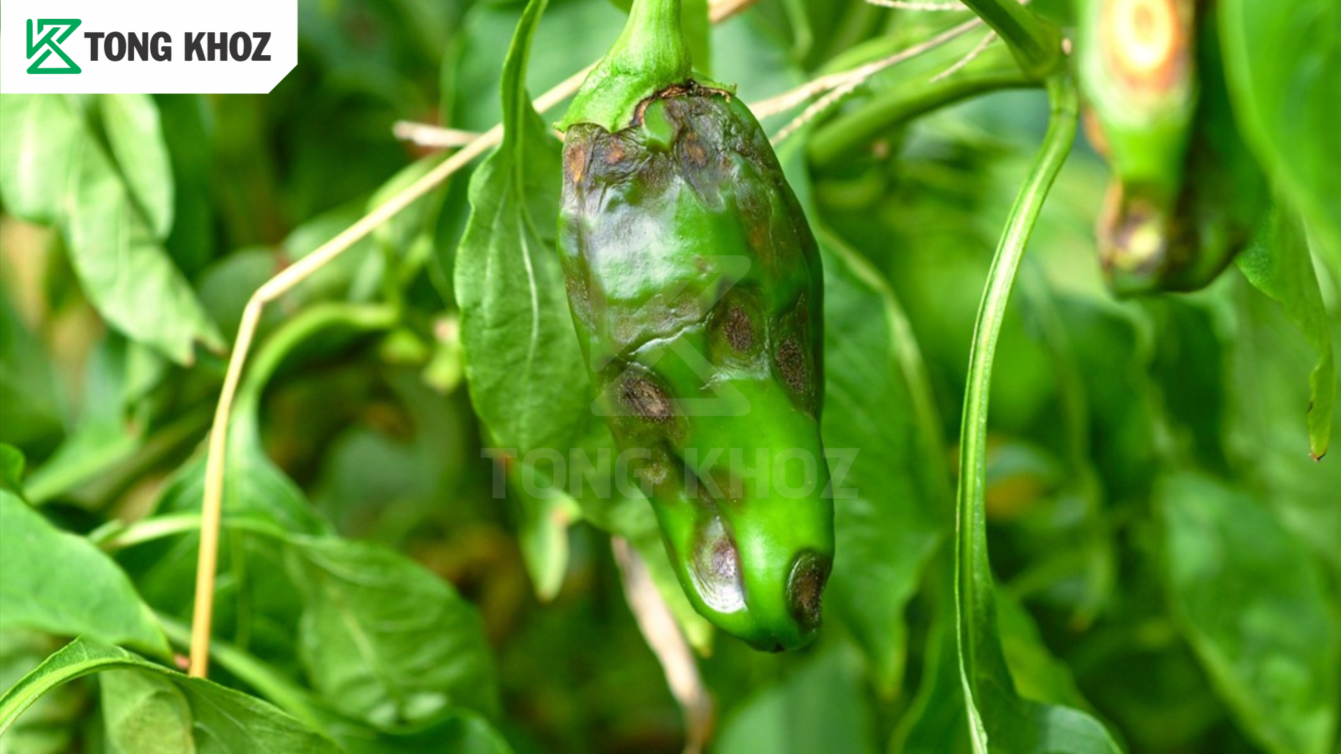 Chủ động phòng trừ 