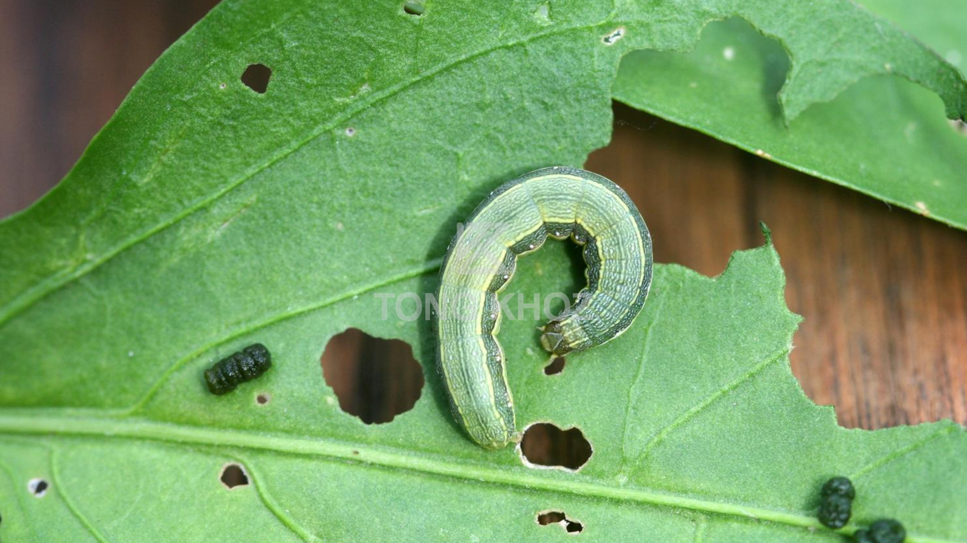 Biện pháp phòng trừ