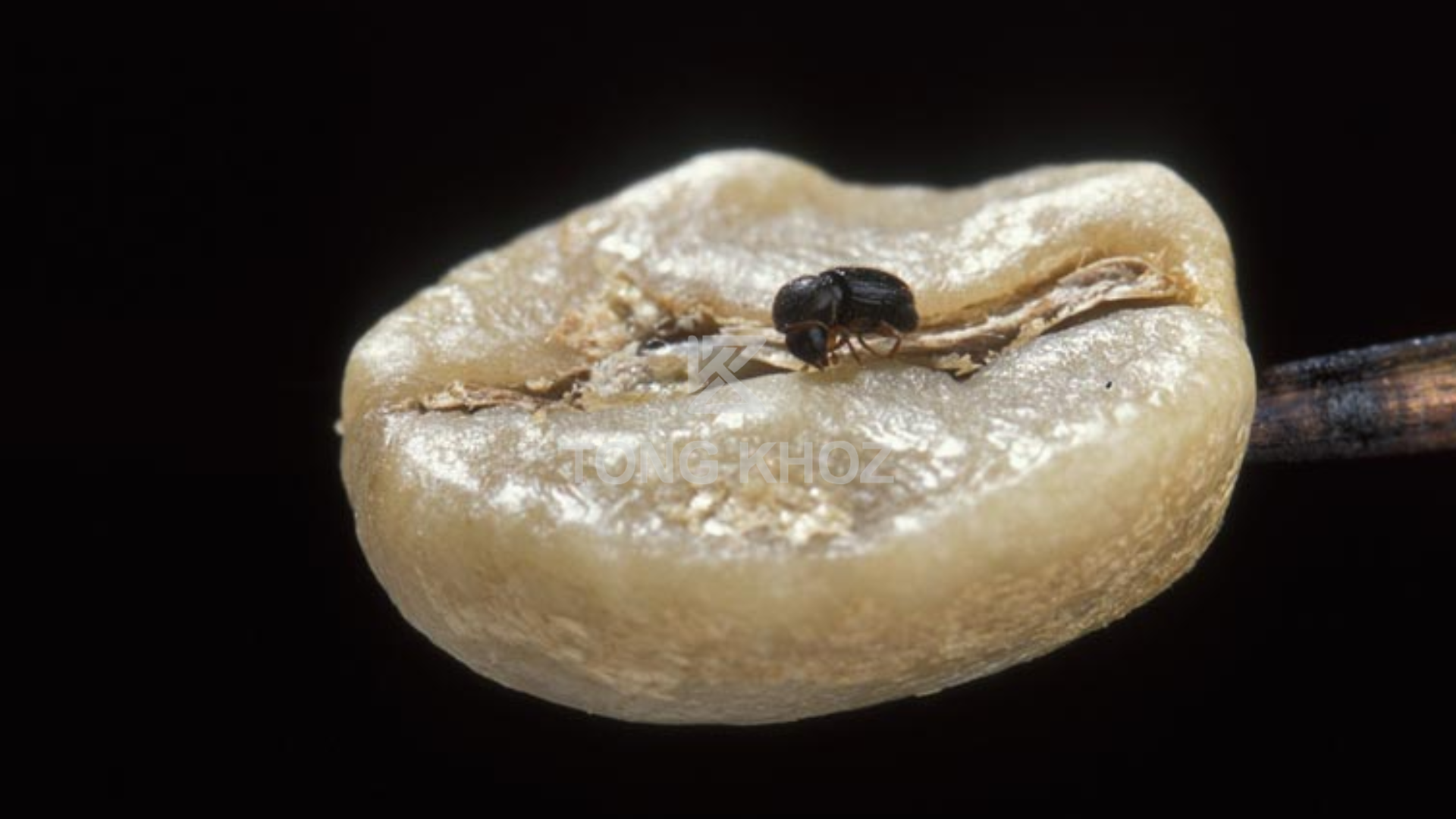 Biện pháp phòng trừ 