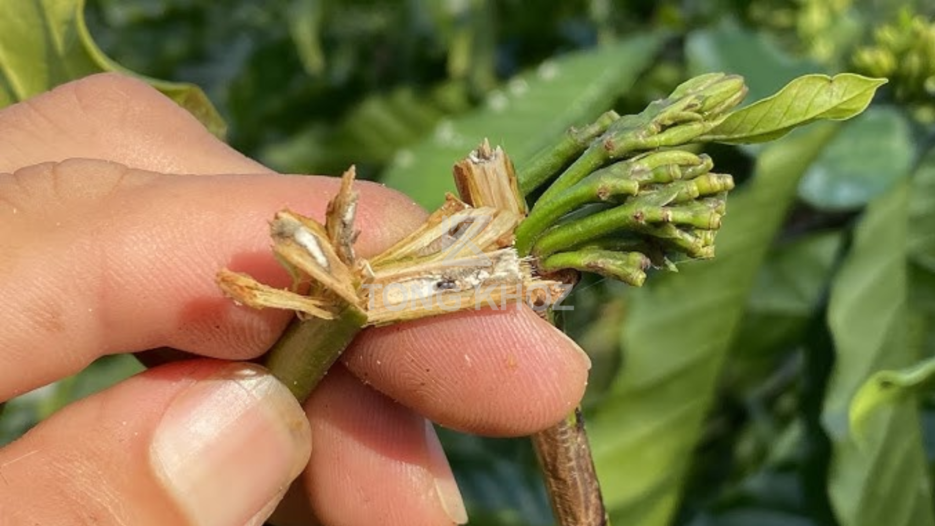 Biện pháp phòng trừ 