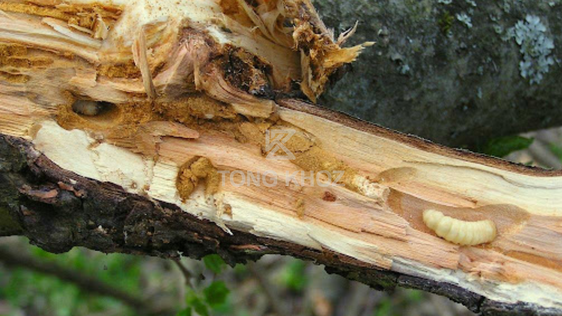 Biện pháp phòng trừ