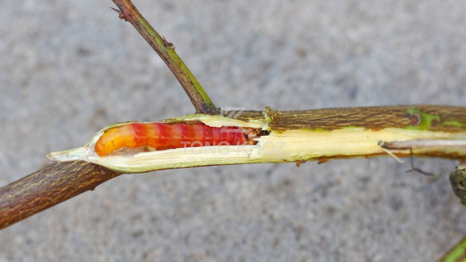 Biện pháp phòng trừ 