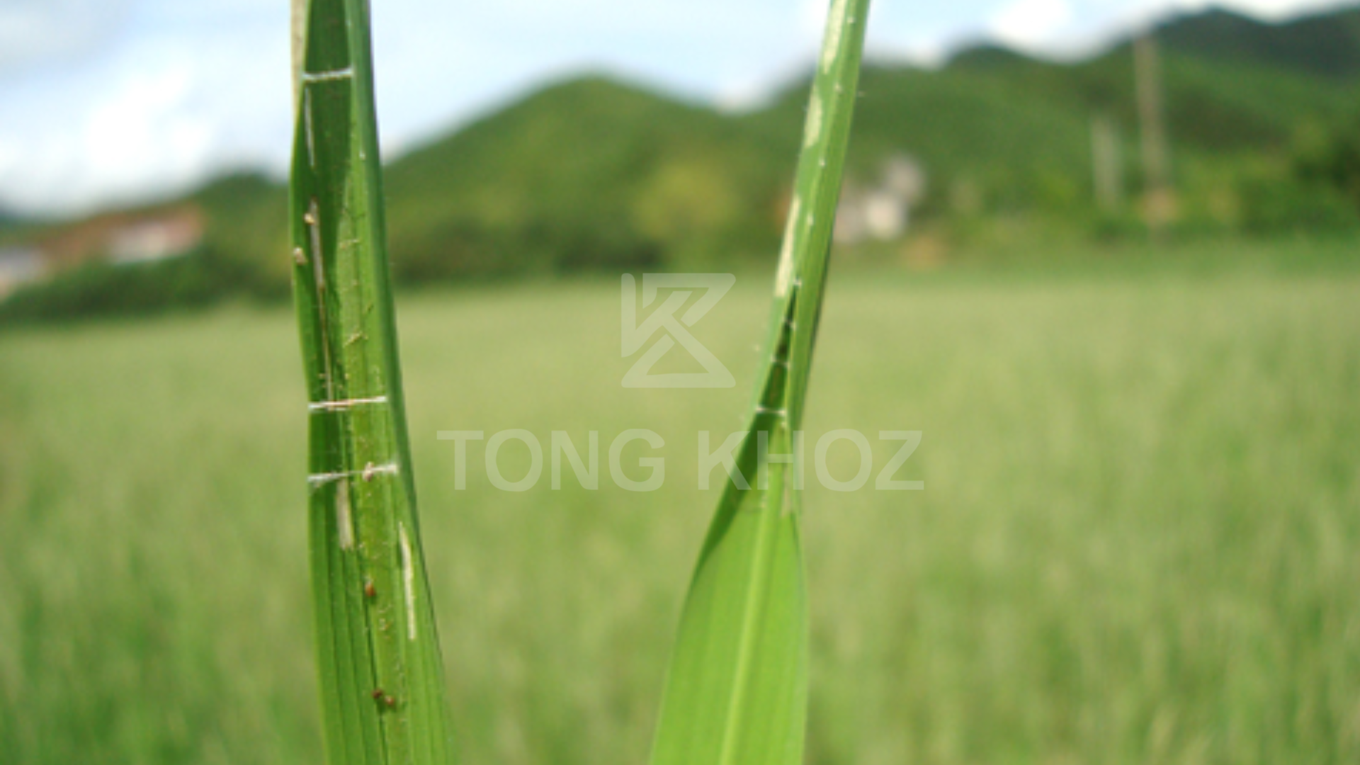 Câu hỏi thường gặp