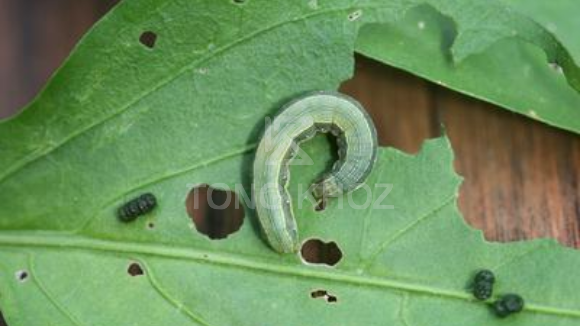 Câu hỏi thường gặp