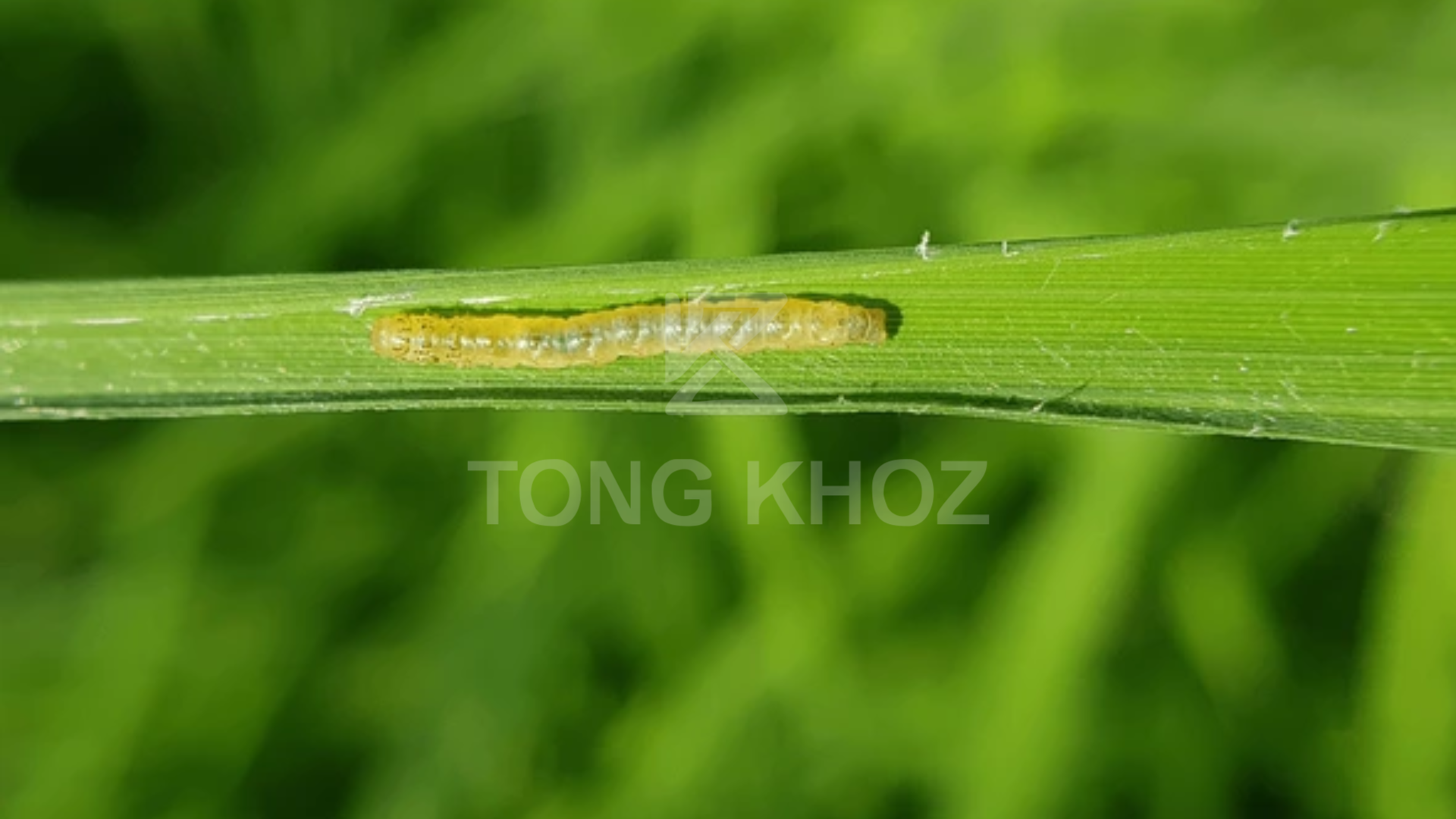 Chủ động phòng trừ