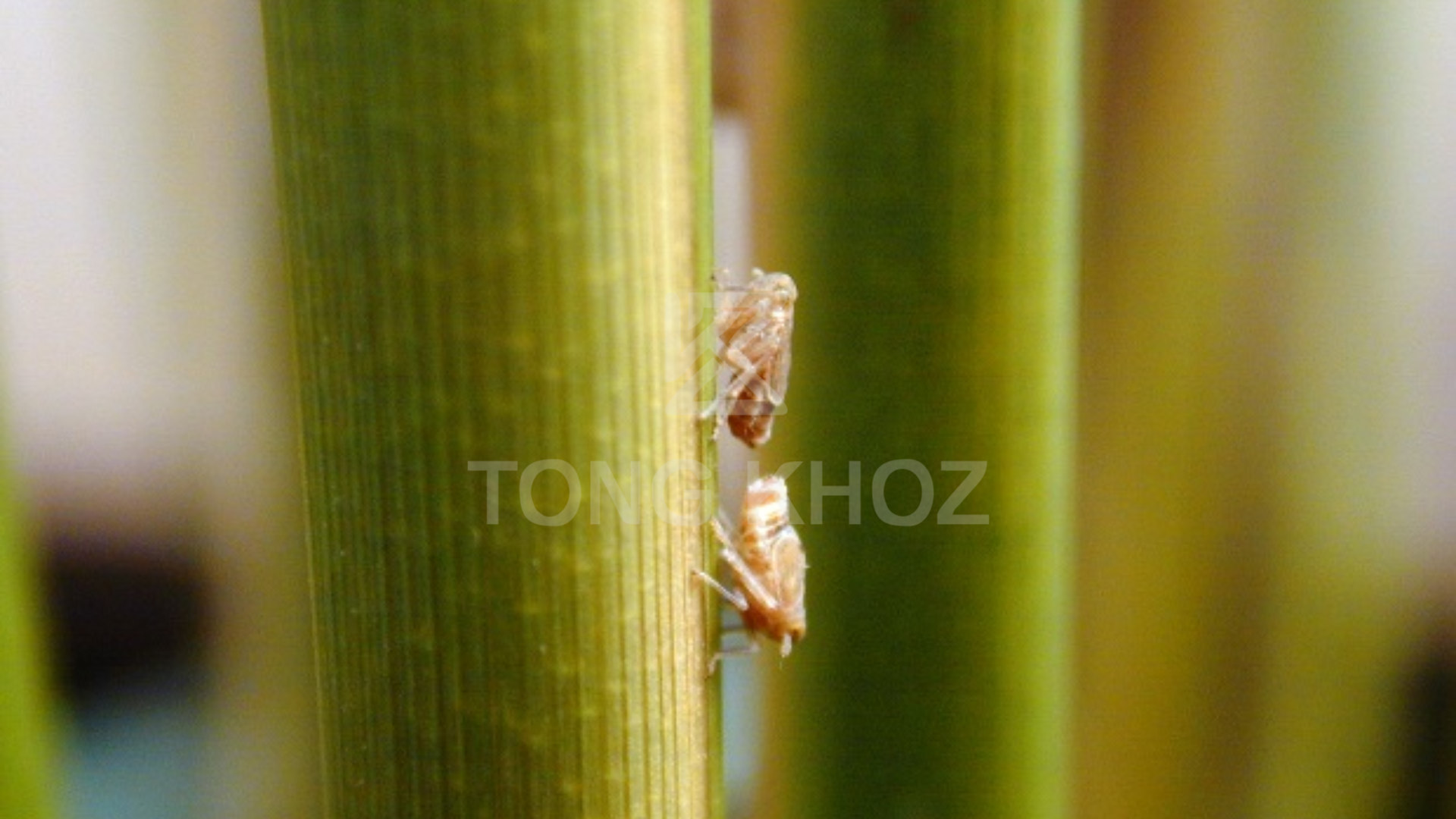 Chủ động phòng trừ