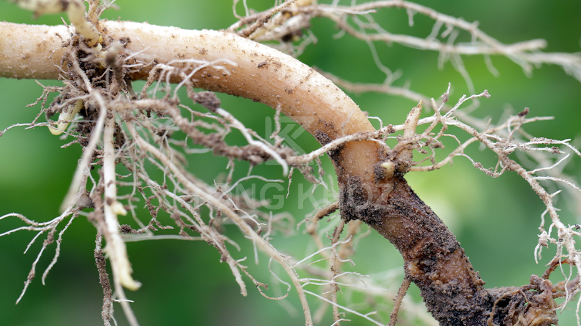 Công dụng Thuốc trừ bệnh ACODYL 35WP