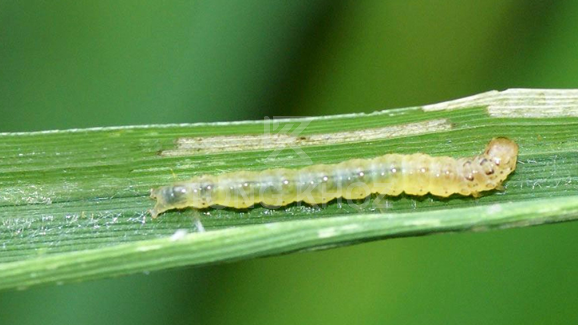 Công dụng Thuốc trừ sâu ABAGENT 500WP hiệu BADANGOLD