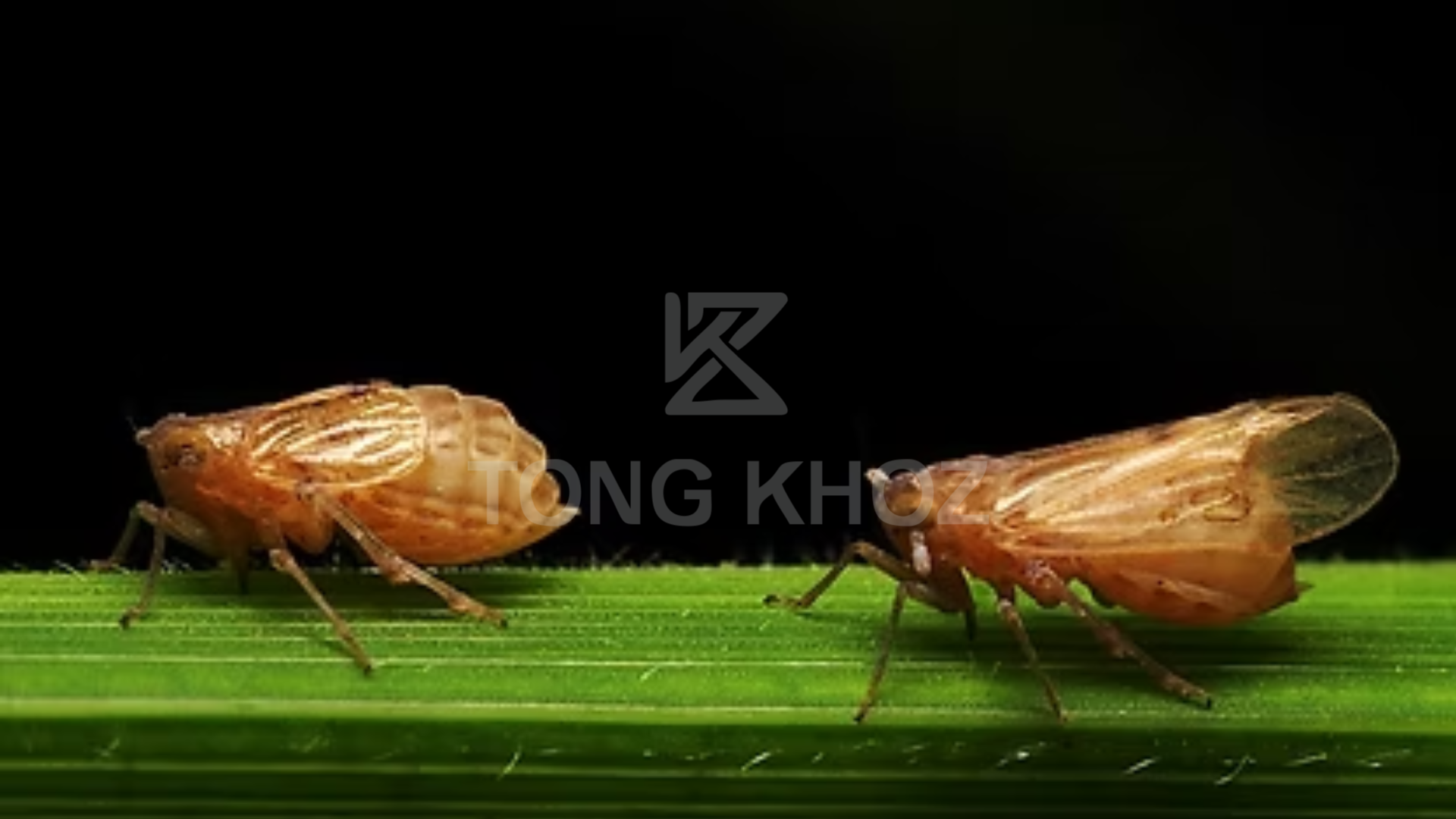 Công dụng Thuốc trừ sâu AFENO 30WP Hiệu NORAY 300