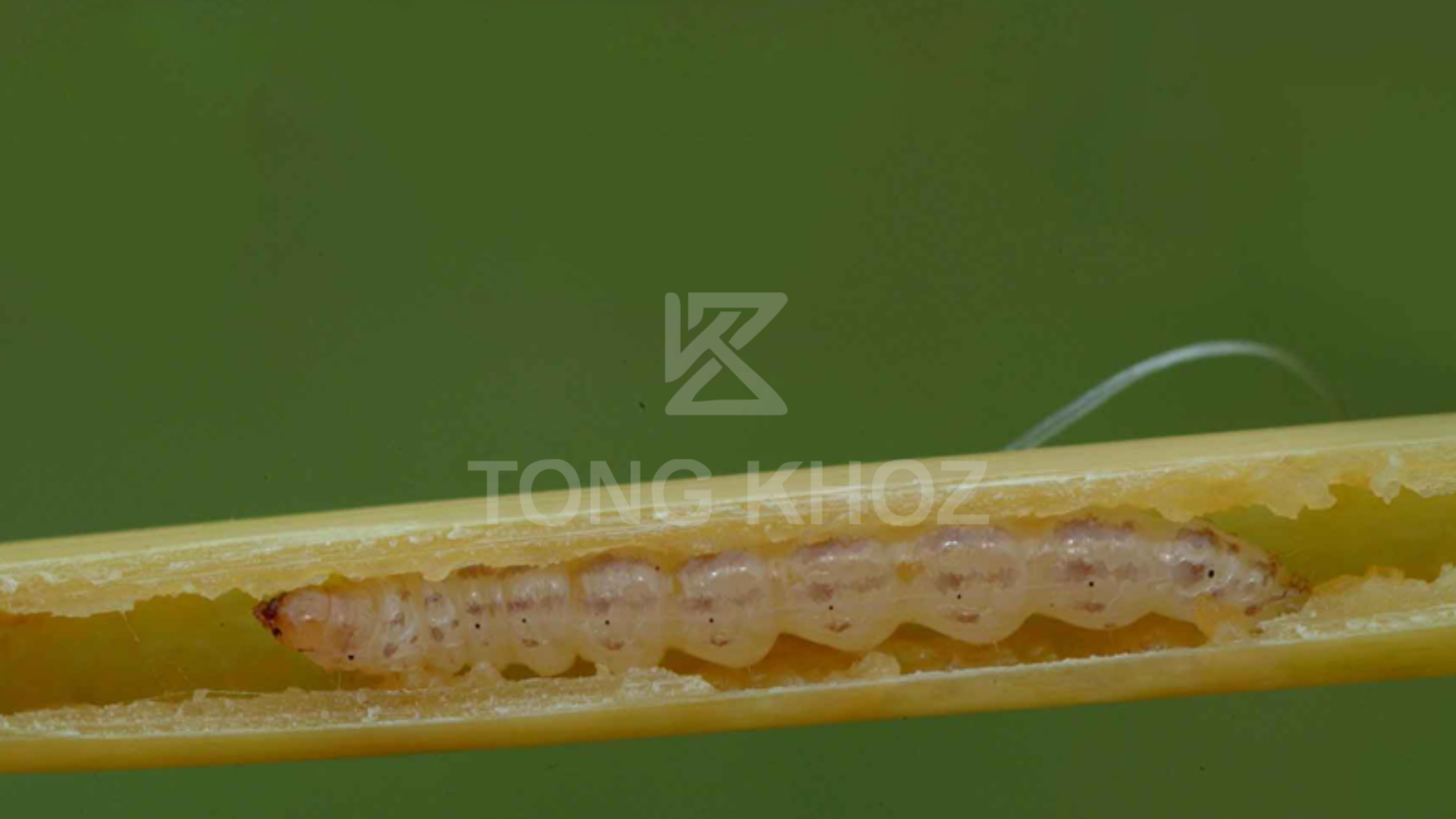 Công dụng Thuốc trừ sâu AFUDAN 20SC hiệu SANSAU 200