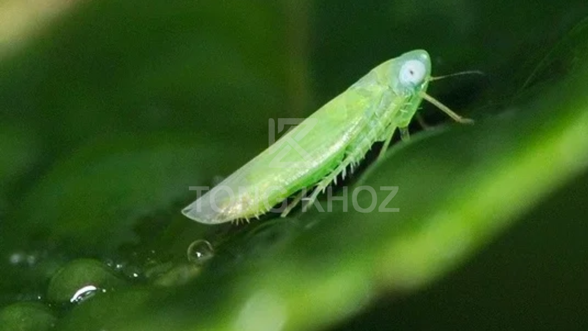 Công dụng Thuốc trừ sâu AGRI - ONE 1SL hiệu NO SAU 100SL