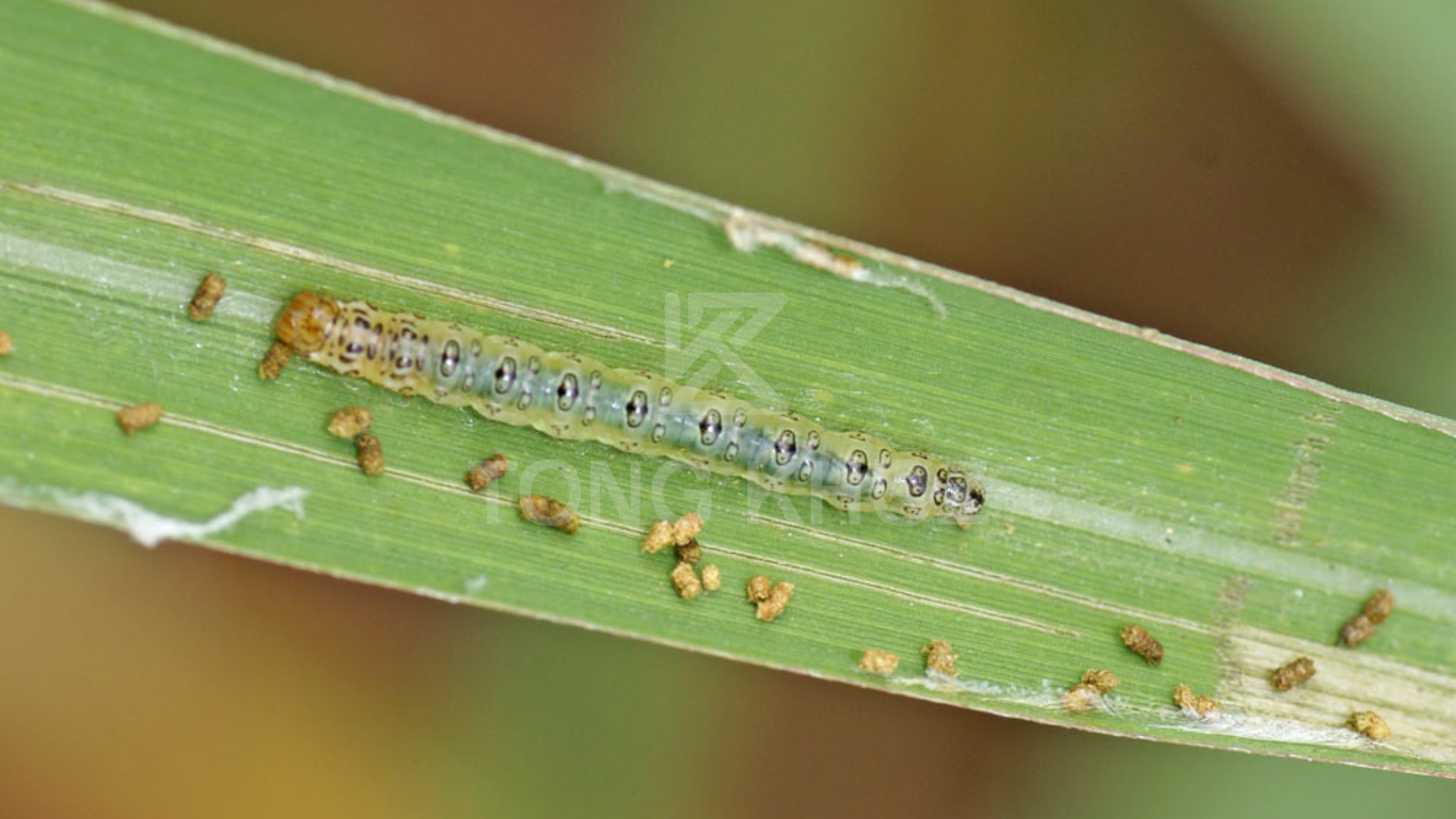 Công dụng Thuốc trừ sâu Alantic 140WG hiệu EMACHLOR 140