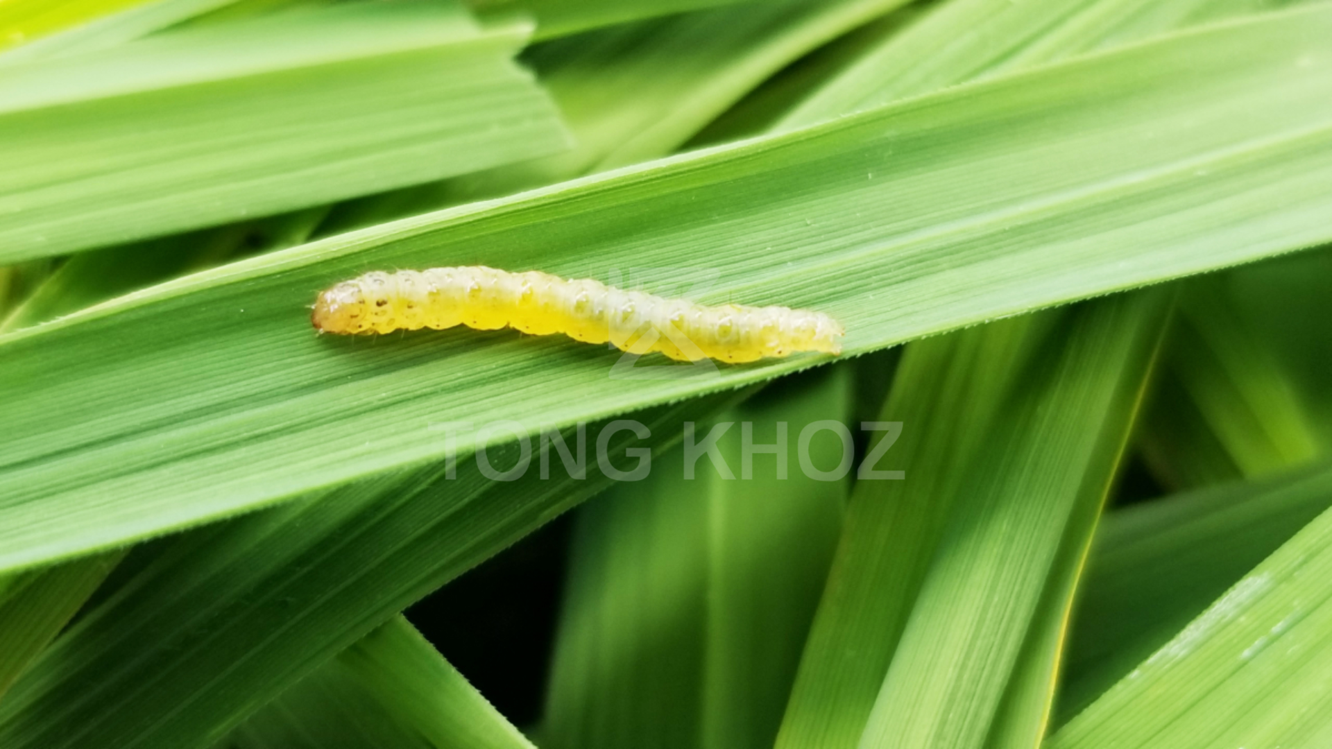 Công dụng Thuốc trừ sâu APACHE 10WG Hiệu EMAMAX T