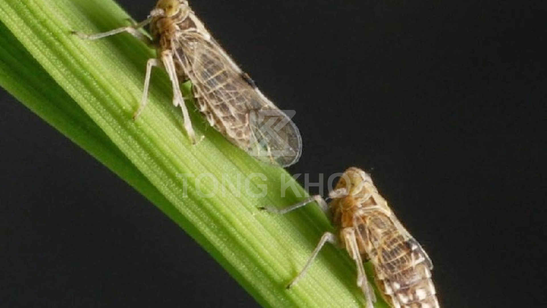 Công dụng Thuốc trừ sâu APASHUANG 95WP