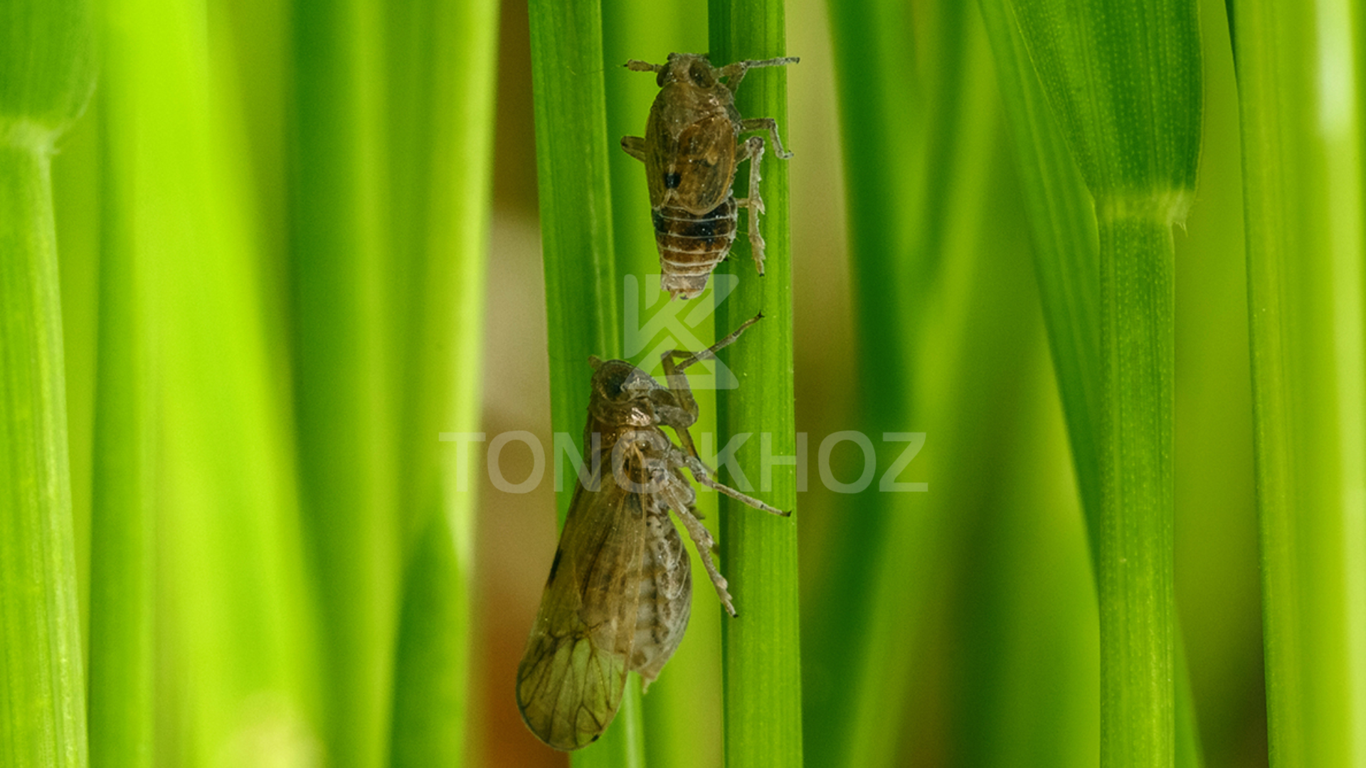 Công dụng Thuốc trừ sâu APOLO 25WP hiệu UNG TRỨNG 250