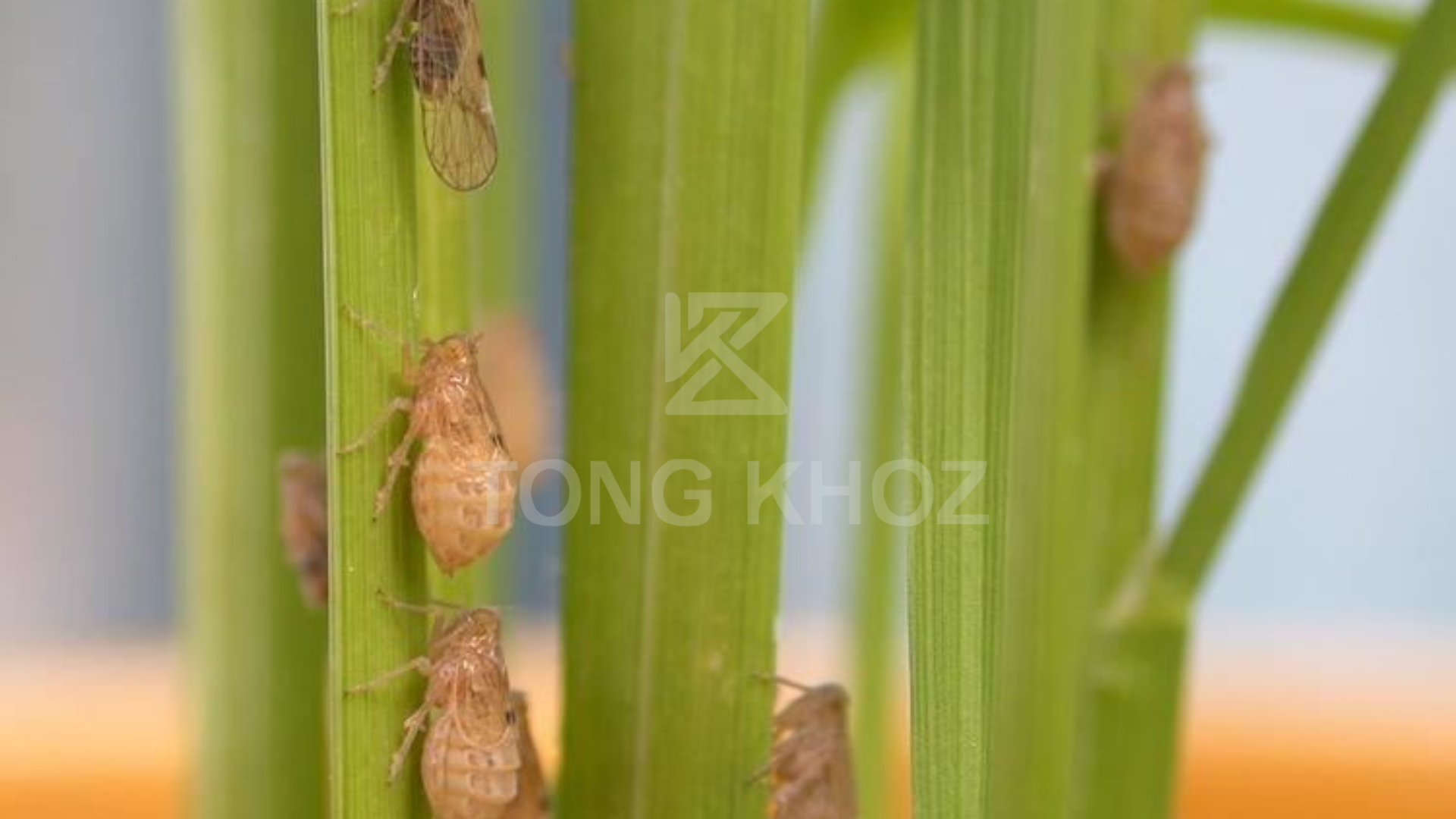 Công dụng thuốc trừ sâu AQUINPHOS 40EC hiệu NIKINFOS 400