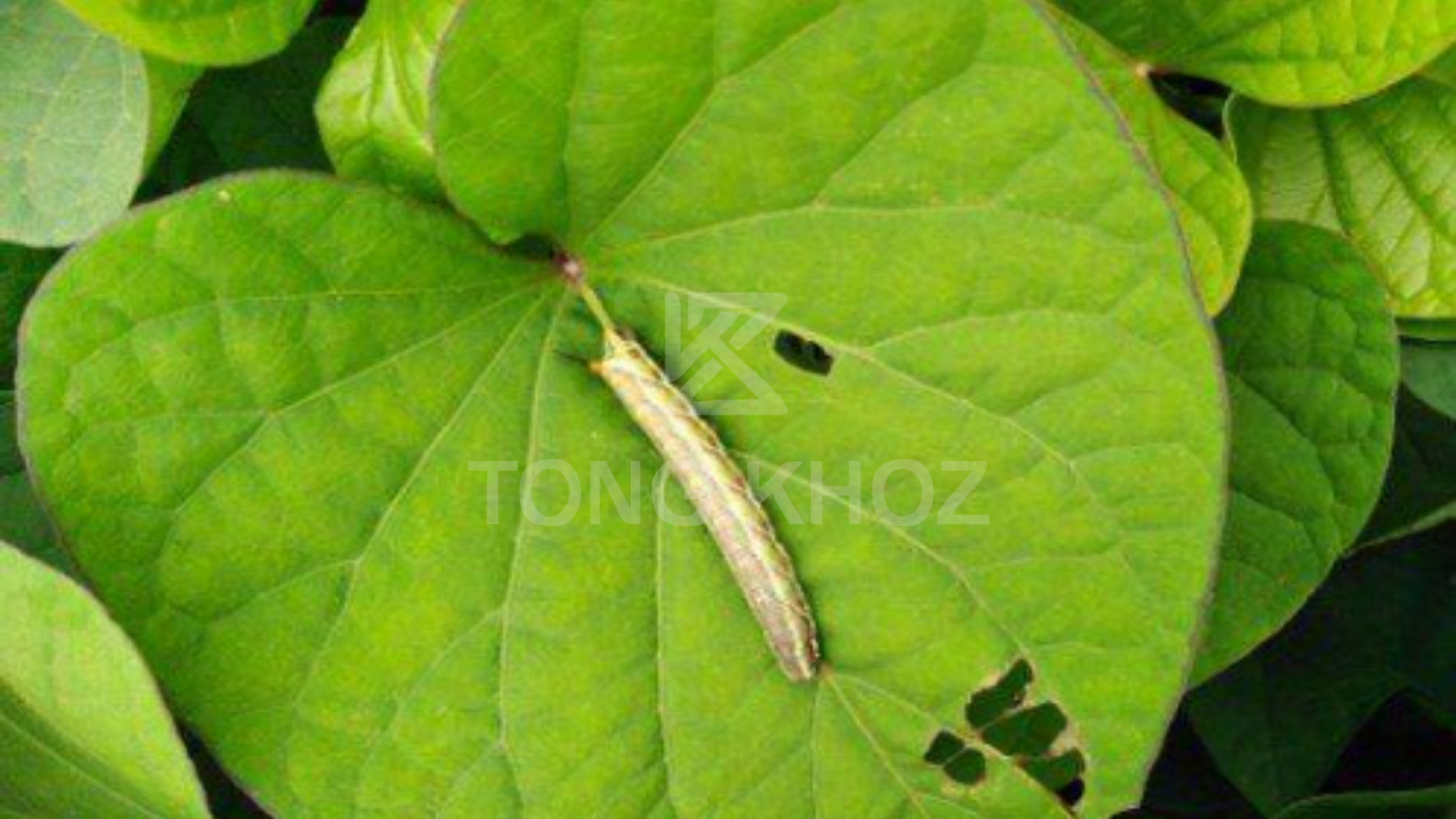 Công dụng Thuốc trừ sâu ATABRON 5EC hiệu KỊ SÂU 5