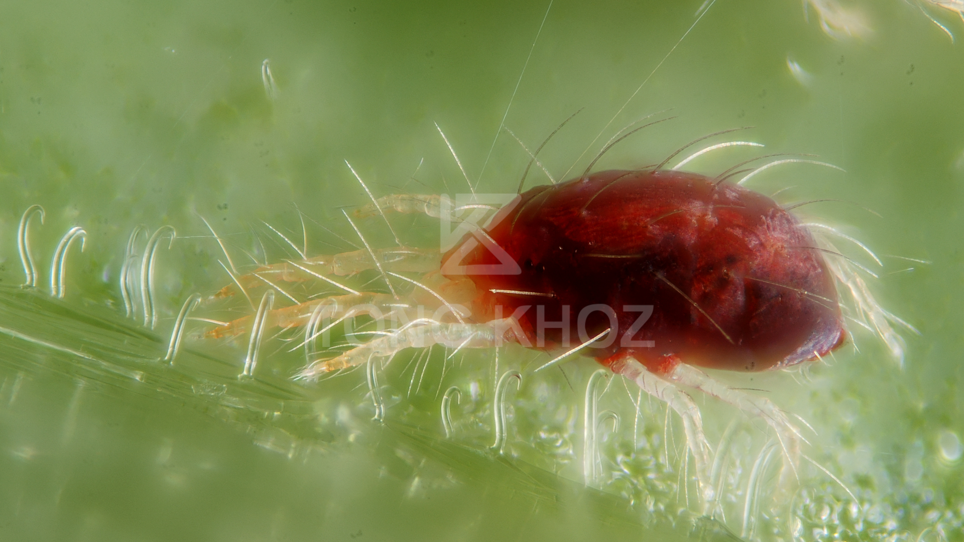 Công dụng thuốc trừ sâu BACCA 80WG – Hiệu SANSULFUR INDIA 800