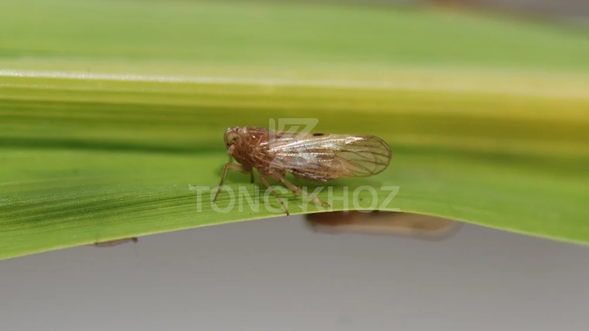 Công dụng thuốc trừ sâu BISECTOR 500EC hiệu DEEP GOLD 500