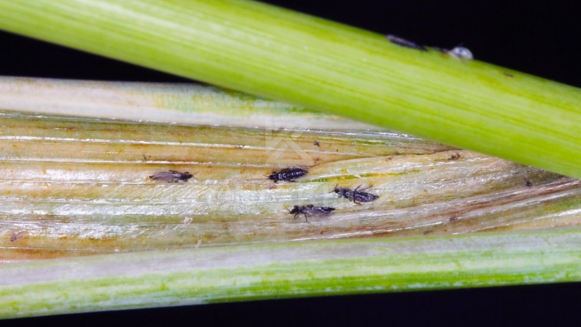 Công dụng thuốc trừ sâu RAYXANRO 500