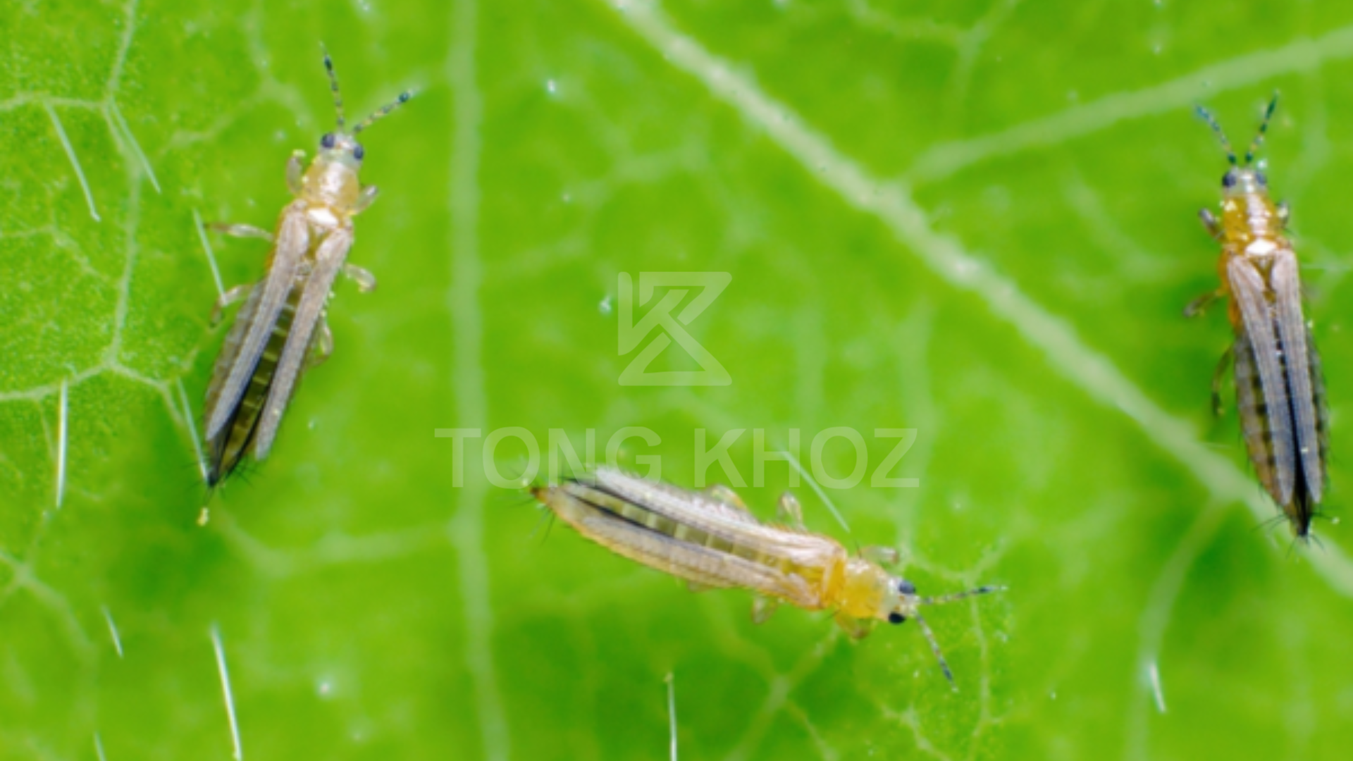 Công dụng Thuốc trừ sâu BISECTOR 500EC – hiệu SIXTRIE