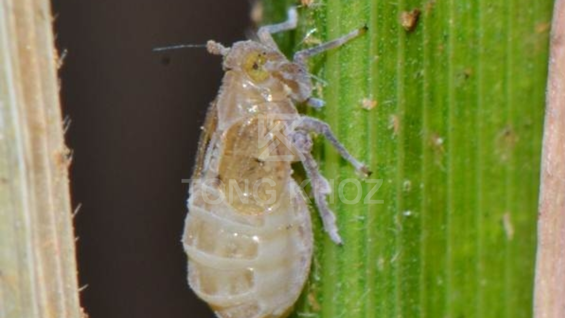 Công dụng Thuốc trừ sâu CAYMANGOLD 33WP Hiệu NO RAY 330