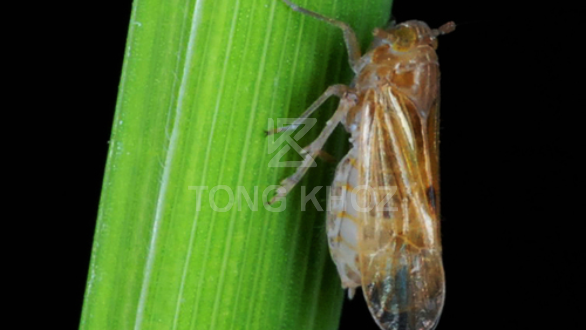 Công dụng Thuốc trừ sâu CHERY 70WG Hiệu DIRAY 700