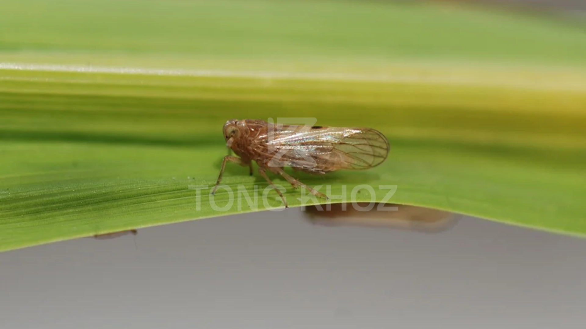 Công dụng Thuốc trừ sâu Chessin 600WP Hiệu SANCHESSS 600