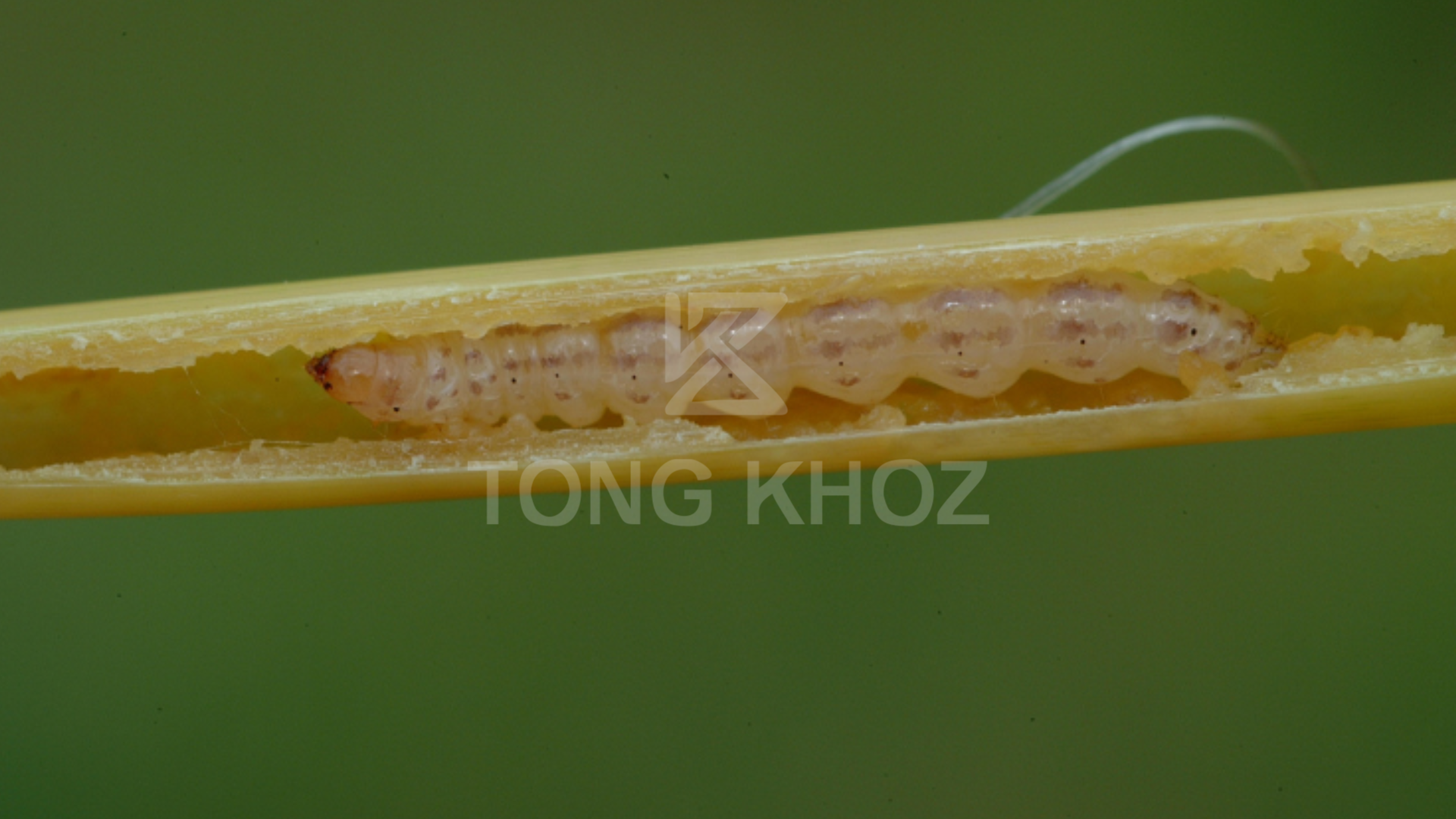 Công dụng Thuốc trừ sâu CYPDIME (558) 10EC Hiệu DYMPER