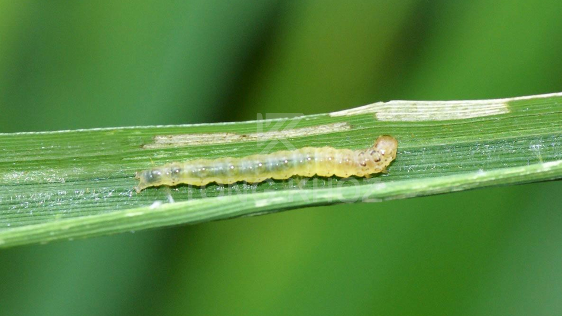 Công dụng của Thuốc trừ sâu DOTIMEC 9EC Hiệu ABAPERIN N