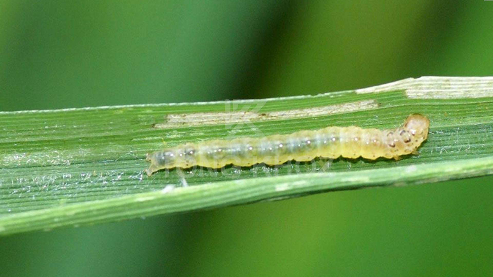 Công dụng Thuốc trừ sâu GOLD WING 24SC hiệu XÓA SÂU X