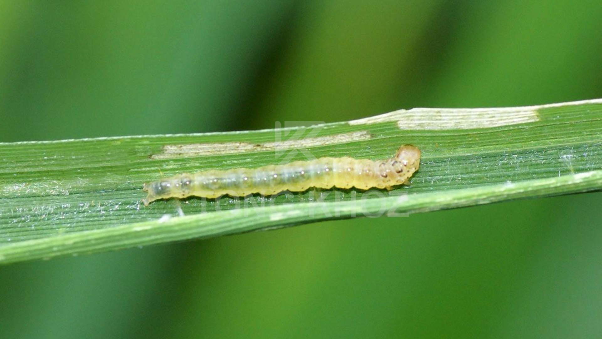 Công dụng Thuốc trừ sâu FORTAC 5EC HIỆU SANTOX 500