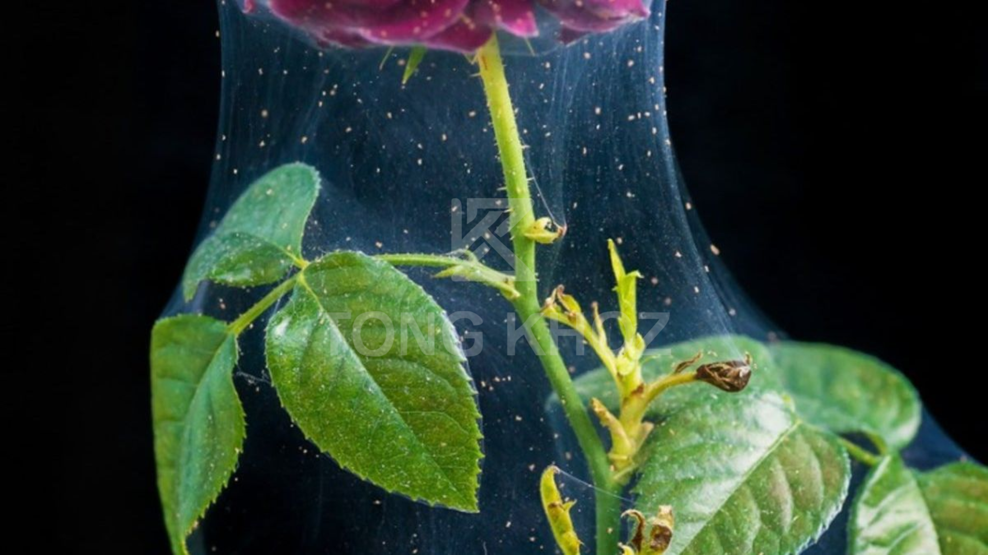 Công dụng thuốc trừ sâu HACOMAI 57EC hiệu BATNHEN 570