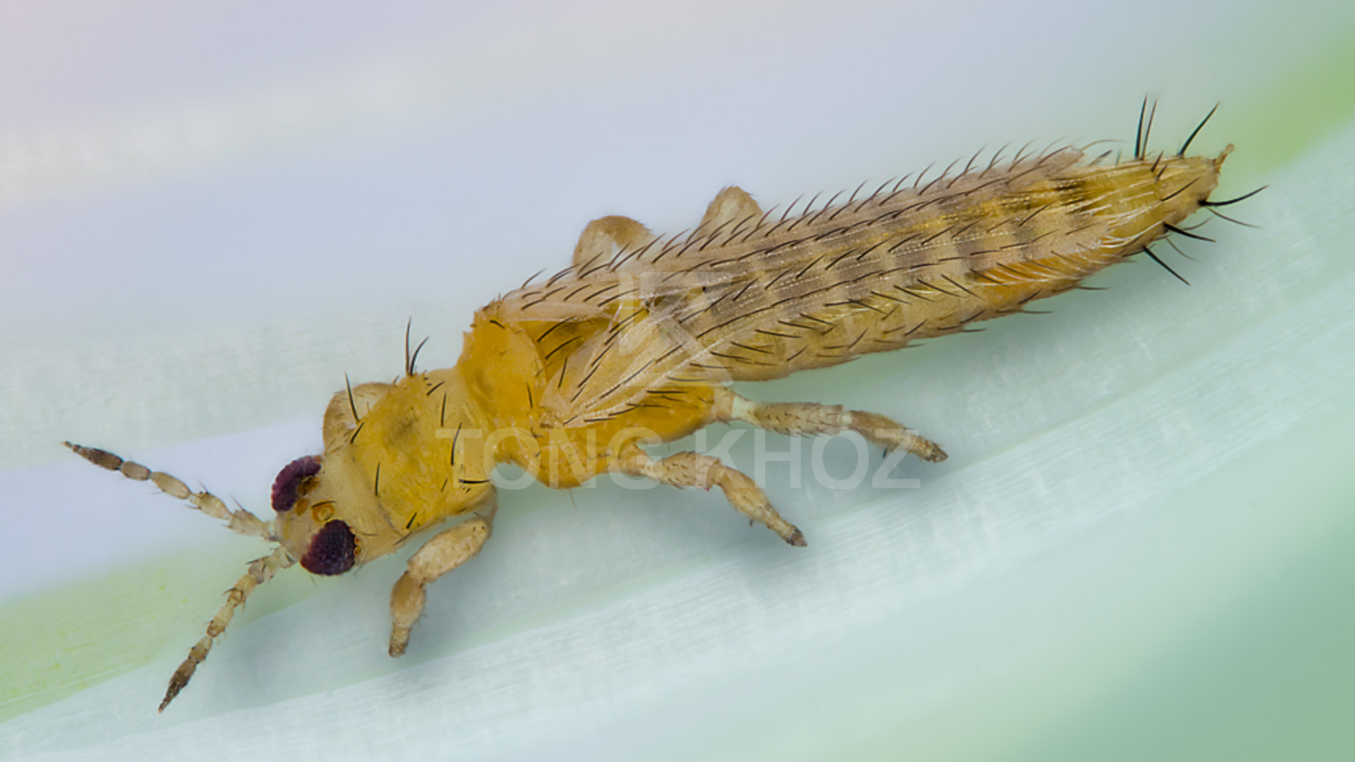 Công dụng Thuốc trừ sâu HAIHAMEC 3.6EC Hiệu DIETOC 3.6EC