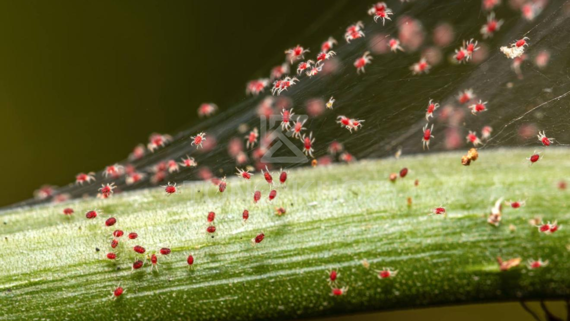 Công dụng Thuốc trừ sâu HUMVEE 20SC Hiệu DEPNHEN T