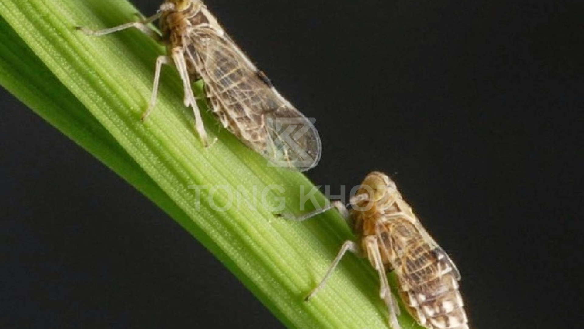 Công dụng thuốc trừ sâu INMANDA 100WP Hiệu NIMIDA 100