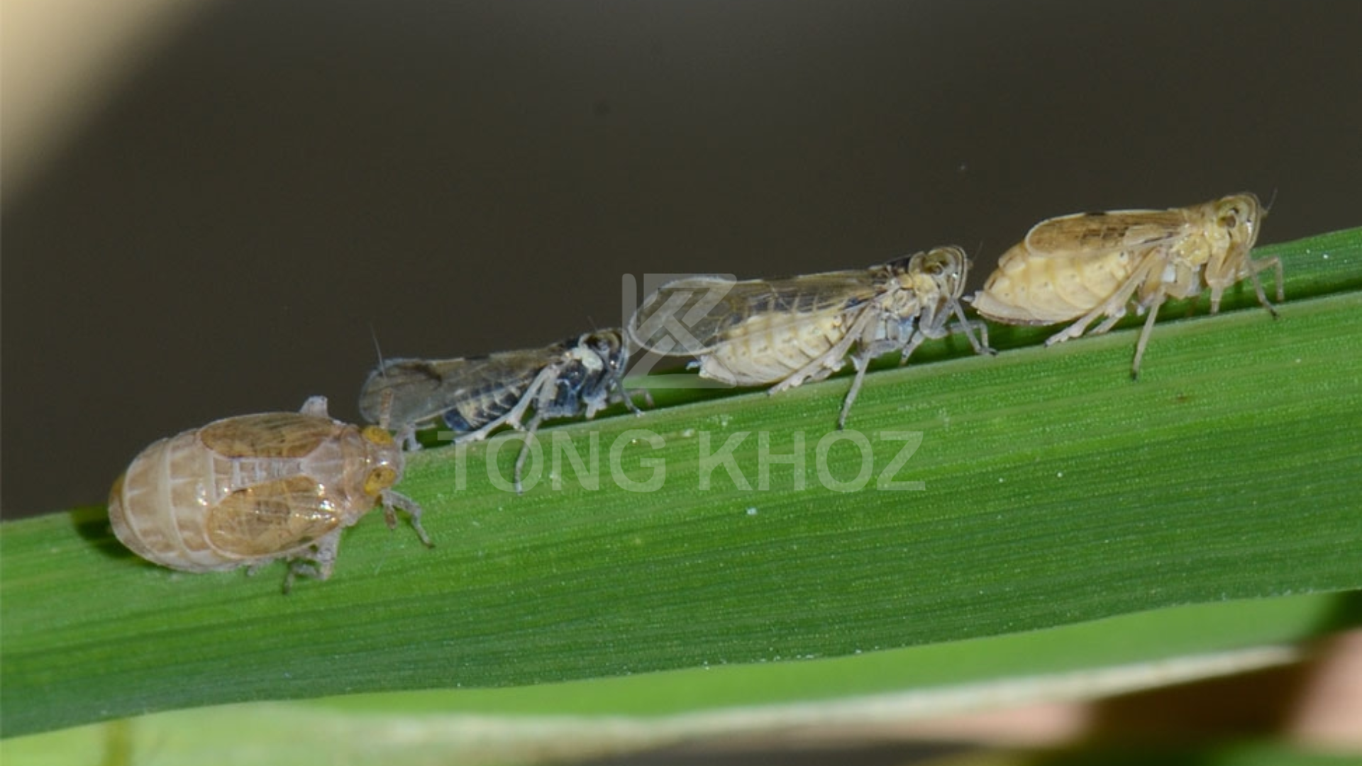 Công dụng Thuốc trừ sâu KHONGRAY 54WP hiệu NO RAY 540