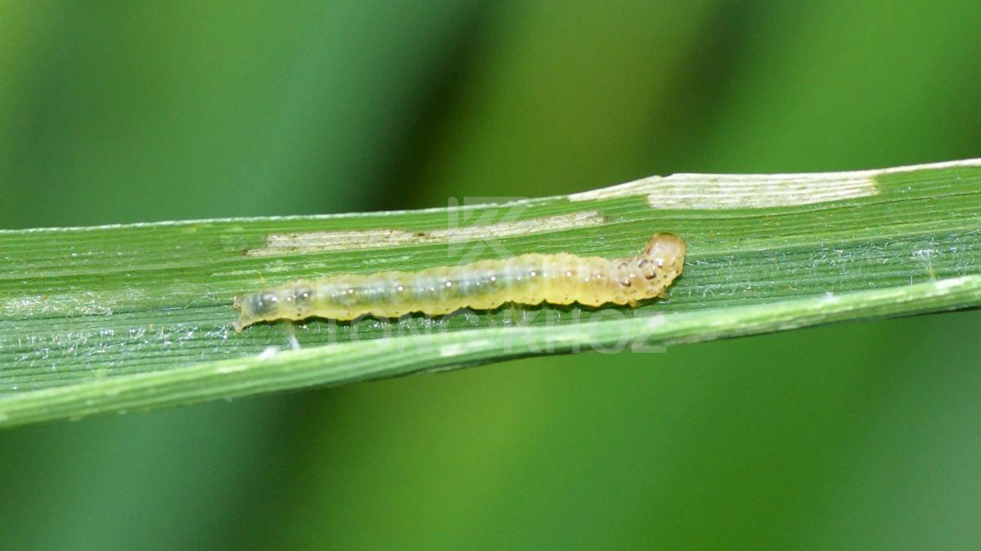 Công dụng Thuốc trừ sâu KIMBAS 500EC Hiệu NAITRIE 500