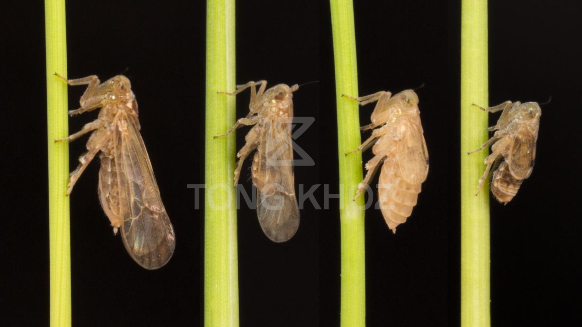 Công dụng Thuốc trừ sâu KIMBAS 500EC Hiệu STORM WING X5