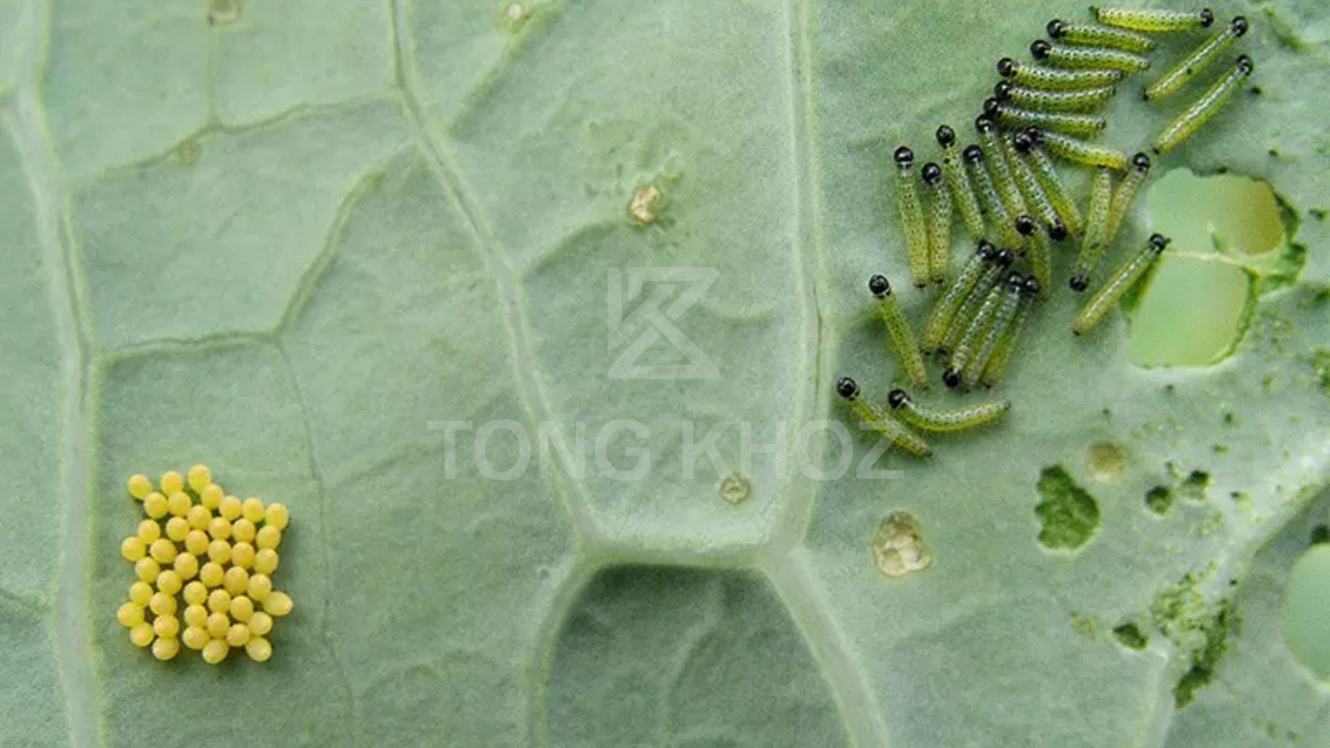 Công dụng thuốc trừ sâu LINO PESTI 80EC hiệu NILURON