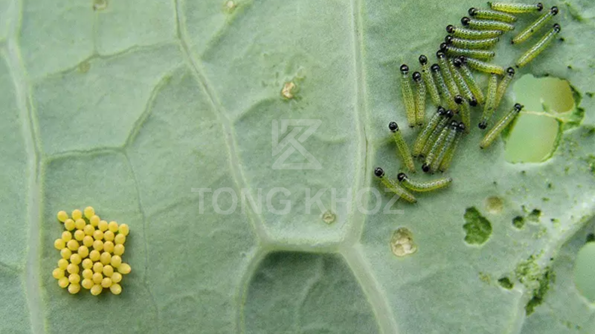 Công dụng Thuốc trừ sâu LINO PESTI 80EC hiệu WORM MASTER