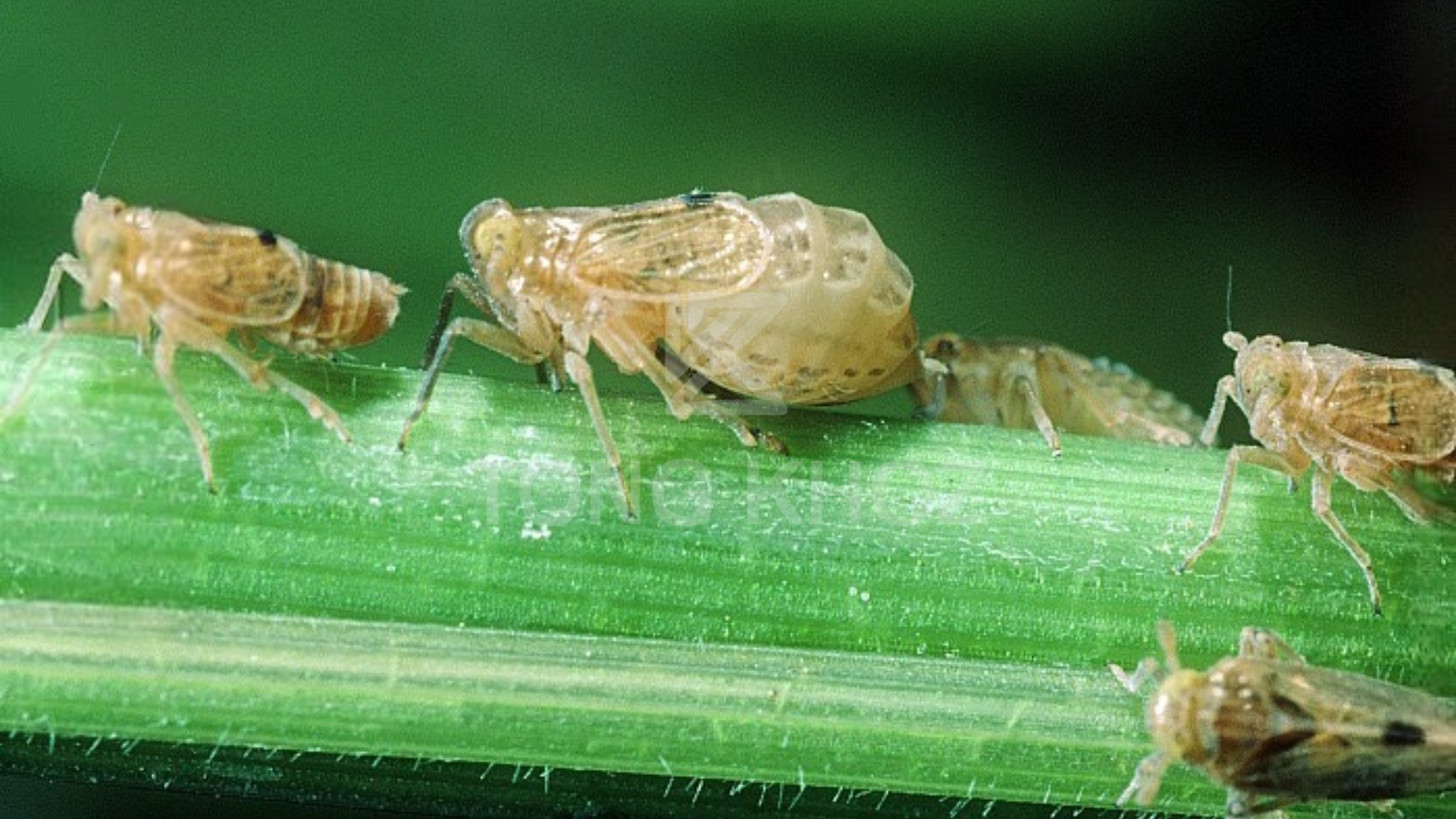 Công dụng Thuốc trừ sâu LONGANCHESS 700WG hiệu DIET RAY S